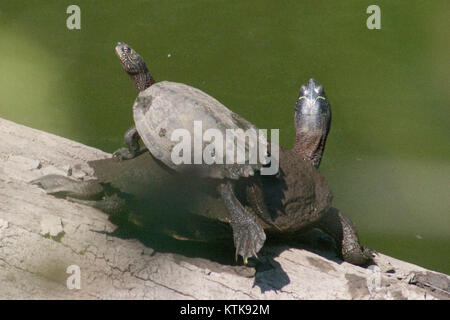 The false map turtle (Graptemys pseudogeographica) is a species of ...