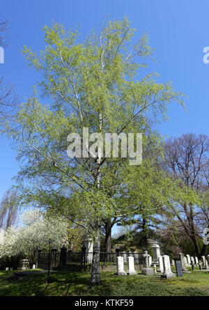 Betula pendula 'Dalecarlica'   Mount Auburn Cemetery   Cambridge, MA   DSC09176 Stock Photo