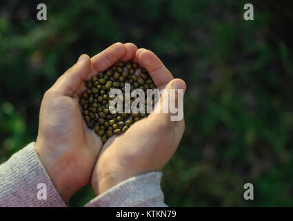 Children's hands holding seeds for planting. Mung beans. Stock Photo