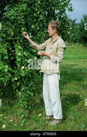 Man collecting the apples from the trees in the garden Stock Photo