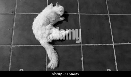 Turkish Angora. White cat. A seventeen-year-old cat relaxes and enjoys life. Black and White. Stock Photo