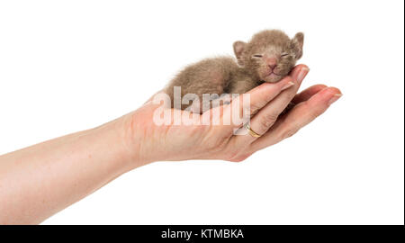 Cute little Peterbald cat kitten on the human's hands, isolated on white Stock Photo