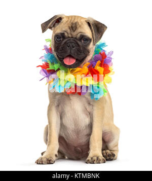 pug wearing a hawaiian lei, dog, isolated on white Stock Photo