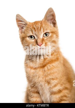 Close-up portrait on a ginger cat, white background Stock Photo