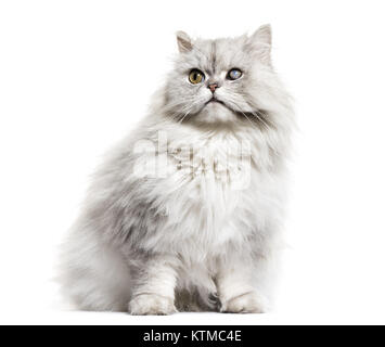 one-eyed blind persian cat, isolated on white Stock Photo