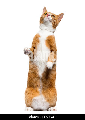 Ginger mixed-breed cat standing on hind legs, looking up, isolated on white Stock Photo