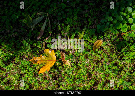 Autumn. Fallen leaves on a clover glade. Autumn in Spain. Stock Photo