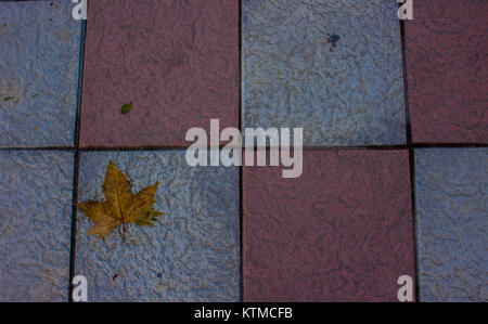 Maple leaf. Maple leaf on a gray background. Stock Photo
