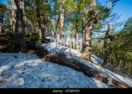 Sendero Quinchol, Coihue, Huerquehue National Park in the foothills of the Andes, Valdivian temperate rainforest, Araucania region, Chile, Patagonia. Stock Photo