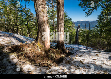 Sendero Quinchol, Coihue, Huerquehue National Park in the foothills of the Andes, Valdivian temperate rainforest, Araucania region, Chile, Patagonia. Stock Photo