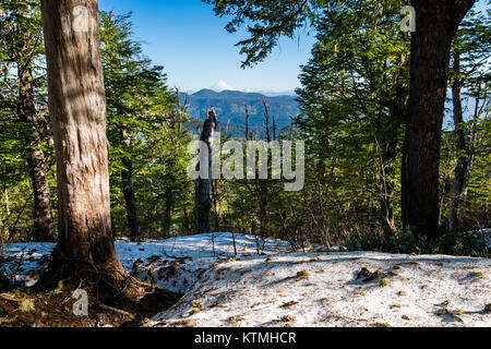 Sendero Quinchol, Coihue, Huerquehue National Park in the foothills of the Andes, Valdivian temperate rainforest, Araucania region, Chile, Patagonia. Stock Photo