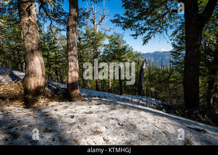 Sendero Quinchol, Coihue, Huerquehue National Park in the foothills of the Andes, Valdivian temperate rainforest, Araucania region, Chile, Patagonia. Stock Photo