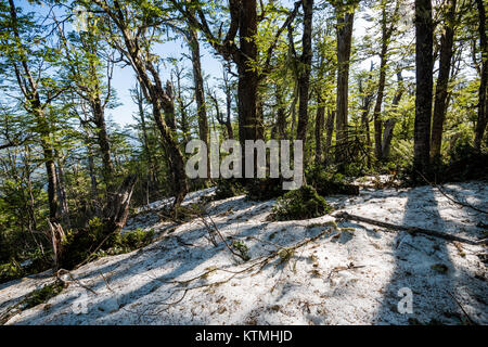 Sendero Quinchol, Coihue, Huerquehue National Park in the foothills of the Andes, Valdivian temperate rainforest, Araucania region, Chile, Patagonia. Stock Photo