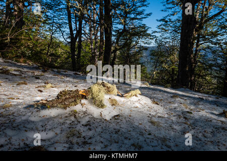 Sendero Quinchol, Coihue, Huerquehue National Park in the foothills of the Andes, Valdivian temperate rainforest, Araucania region, Chile, Patagonia. Stock Photo