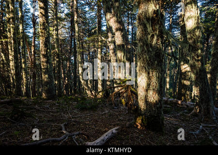 Sendero Quinchol, Huerquehue National Park in the foothills of the Andes, Valdivian temperate rainforest, Araucania region, Chile, Patagonia. Stock Photo