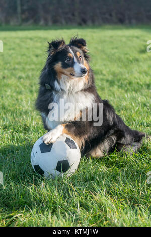 Sheltie Football player Stock Photo