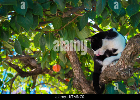 Cat. Black and white cat on the tree. Stock Photo