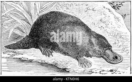 Engraving of an Australian duck-billed platypus, Ornithorhyncus paradoxus. From Outlines of Zoology by Thomson, 1906. Stock Photo