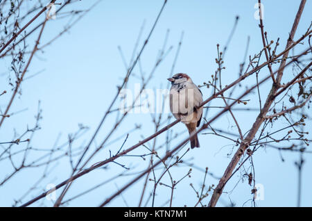 Male house sparrow, Passer domesticus, sat on a tree branch in Volkspark am Weinbergsweg, Berlin, Germany Stock Photo