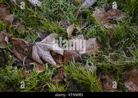 Finsbury Park. London, UK. 28th Dec, 2017. Frost covered leaves lie in Finsbury Park after a cold night in the capital. Credit: Dinendra Haria/Alamy Live News Stock Photo