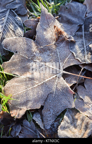 Finsbury Park, London, UK. 28th Dec, 2017. Frosty morning in Finsbury Park, London. Credit: Matthew Chattle/Alamy Live News Stock Photo