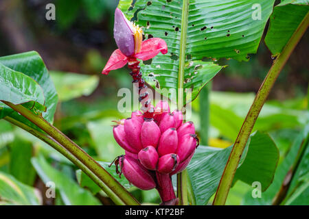 A cluster of pink velvet bananas in the forest Stock Photo