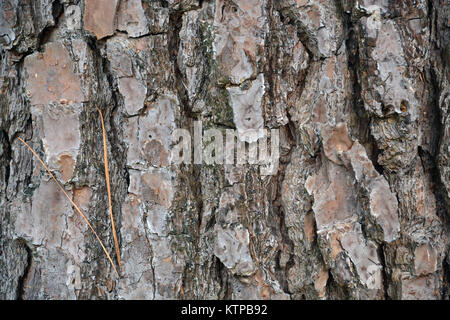Close Up Of The Thick Bark On A Loblolly Or Yellow Pine Tree Ktpb92 