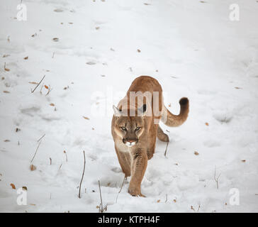 Puma in the woods, single cat on snow, wildlife America Stock Photo