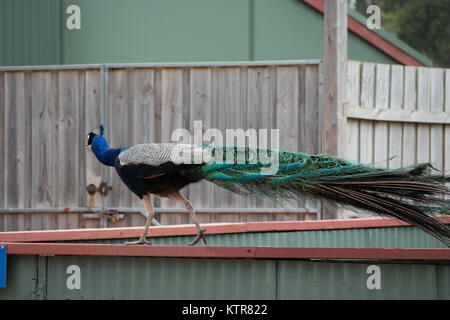 peacock in an australian zoo Stock Photo