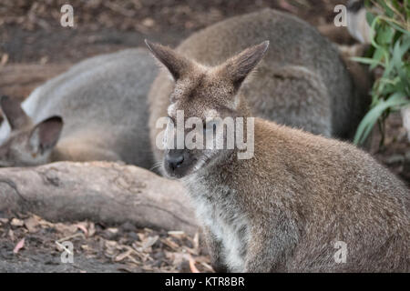 wallaby in an australian zoo Stock Photo