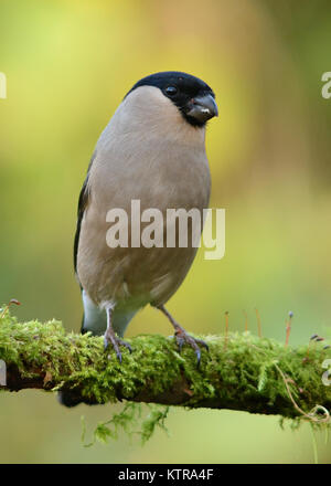 Female bullfinch on mossy stick Stock Photo