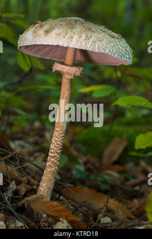 Macrolepiota procera. Edible excellent, being a very popular mushroom. Stock Photo