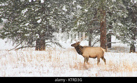 A large bull elk stands in a winter snowstorm in Rocky Mountain National Park, Colorado, USA Stock Photo