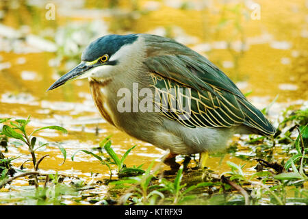 Green-backed Heron (Butorides striata) Stock Photo