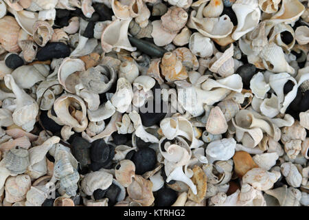 Broken and eroded shells, mostly whelks (Buccinum undatum), on a stony beach with multi coloured pebbles and sea coal forming a nice collage effect. Stock Photo