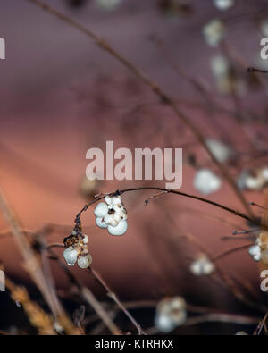 The snowberry is the only berry to be found in Winter, and is loved by many bird species. Berries photographed against gorgeous sunset. Stock Photo