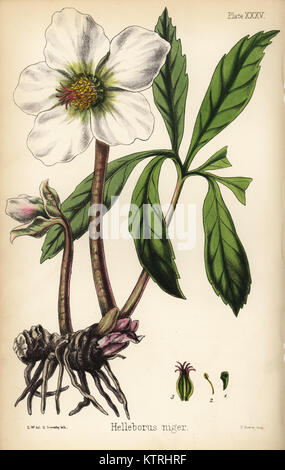 Christmas rose or black hellebore. Helleborus niger. Handcoloured lithograph by Henry Sowerby after an illustration by L.W. from Edward Hamilton's Flora Homeopathica, Bailliere, London, 1852. Stock Photo