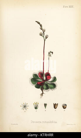 Round-leaved sundew, Drosera rotundifolia. Handcoloured lithograph by Henry Sowerby from Edward Hamilton's Flora Homeopathica, Bailliere, London, 1852. Stock Photo