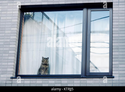 Cat sitting on a window sill of an apartment building Stock Photo