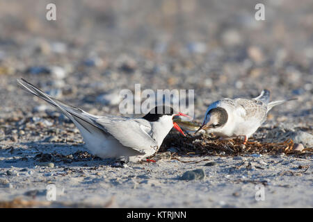 Arctic tern (Sterna paradisaea) feeding fish to chick on beach in summer