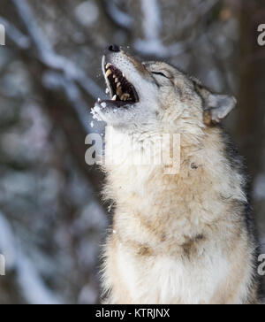 Timber wolf howling in winter Stock Photo