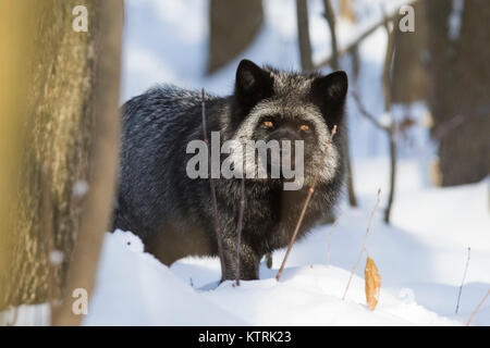 Black Silver fox, melanistic form of the red fox (Vulpes vulpes) in winter Stock Photo