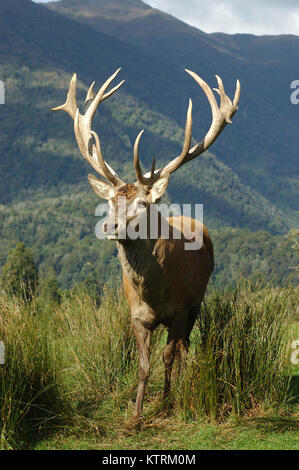 a 16 point red deer stag of 322 SCI, West Coast, South Island, New Zealand Stock Photo