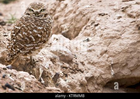 A burrowing owl camouflages into the rocks near the Nellis Sunrise Vista Golf Course April 22, 2010 in Las Vegas, Nevada. Stock Photo