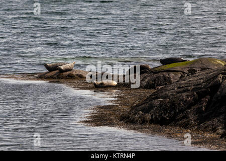 Grey seals on Isle of Skye Stock Photo