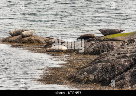 Grey seals on Isle of Skye Stock Photo