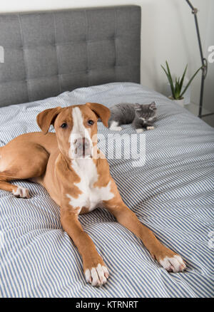 Young Dog Hanging Out with Tiny Gray Kitten on Bed Stock Photo