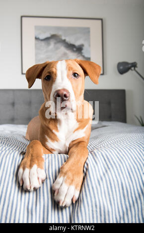 Young Dog Laying on Owner's bed Looking at Camera Stock Photo