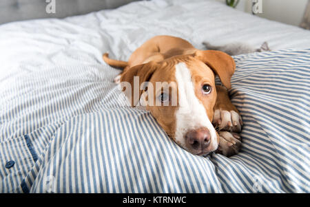 Young Dog Laying on Owner's bed Looking at Camera Stock Photo