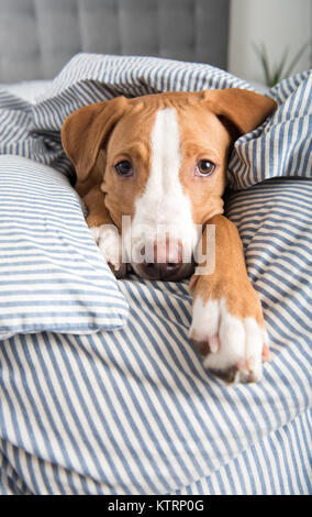 Young Dog Laying on Owner's bed Looking at Camera Stock Photo